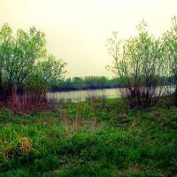 Jezioro jeziorko rzeka staw trawa drzewa drzewka zarośla wiklina 